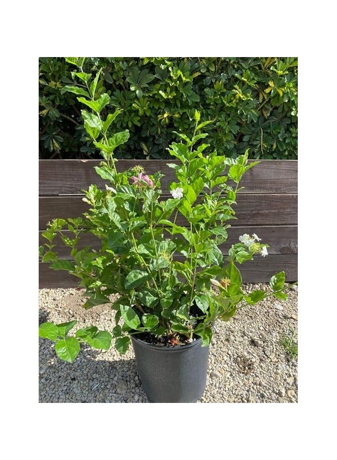 جاسمينوم سامباك - Image 3