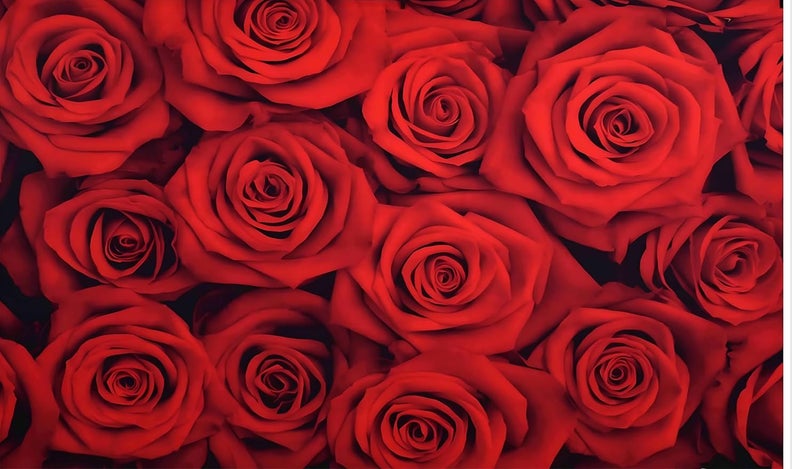 Backdropon خلفية زهور الورد الأحمر جدار خلفية عيد الحب زفاف كشك تصوير عيد ميلاد الفتيات تزيين حفل استحمام العروس لافتة فيديو دعائم حجم 5 أقدام ارتفاع و 8 أقدام عرض (5 * 8) - Image 1