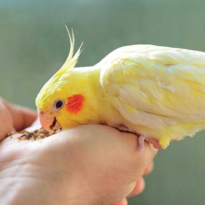 Kaytee Food From The Wild Natural Snack Food Treats For Pet Birds, 3 oz - Image 3