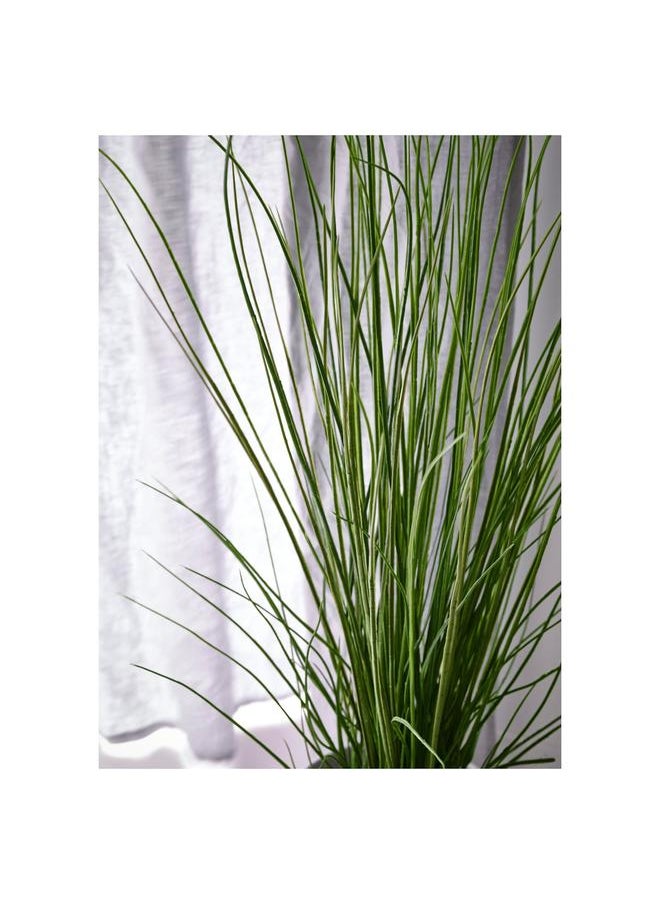 erorex Artificial Potted Plant, Grass, 17 Cm  - Image 3