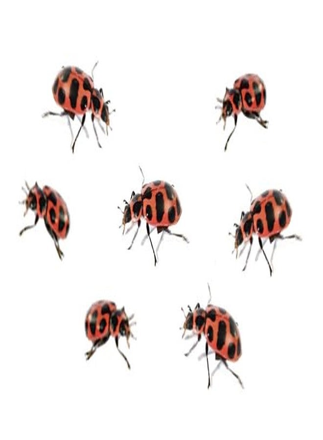 Insect Lore Ladybug Land with Prepaid Voucher - Redeem Voucher for 10-15 Native Ladybug Larvae - Diorama Style Ladybug Habitat for Kids - Observe, Raise, & Release Adult Ladybugs - Image 4