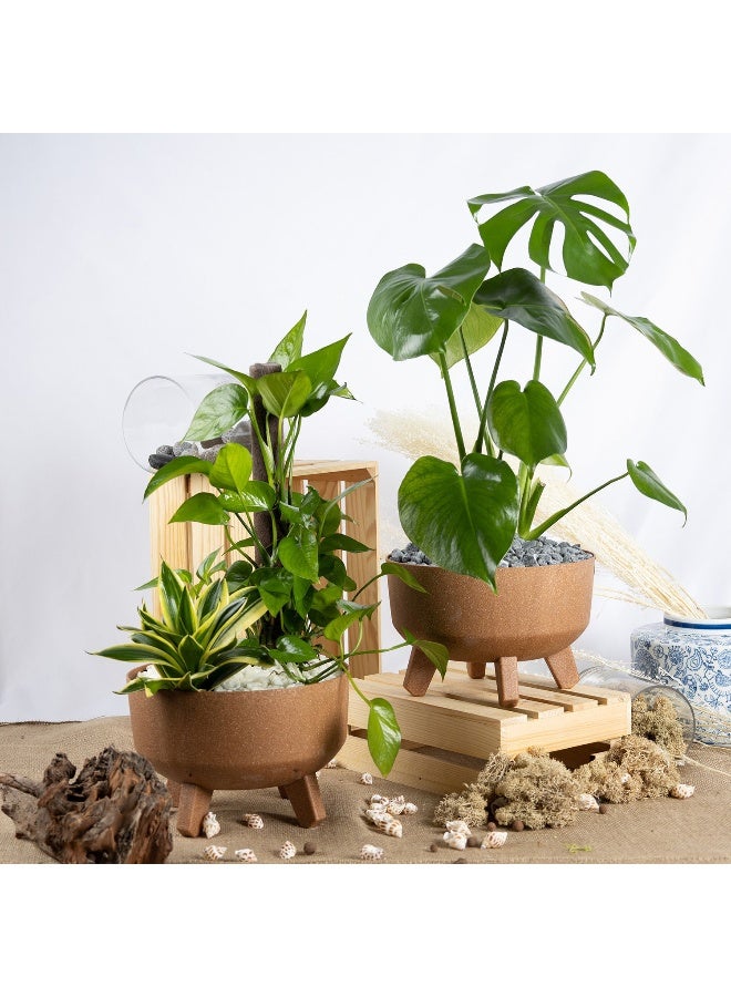 Ferns N Petals Radiant Air Purifying Plants Duo 
