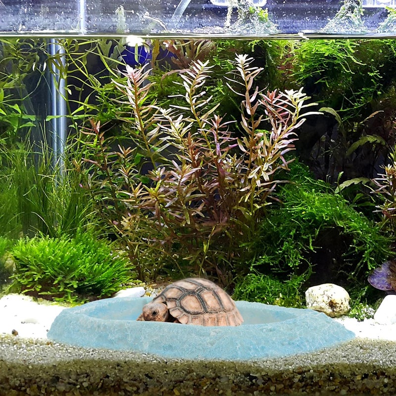 Resin Reptile Water Bowl and Food Dish Decorative Feeding Plate for Turtles Lizards Snakes Terrarium Use - Image 4