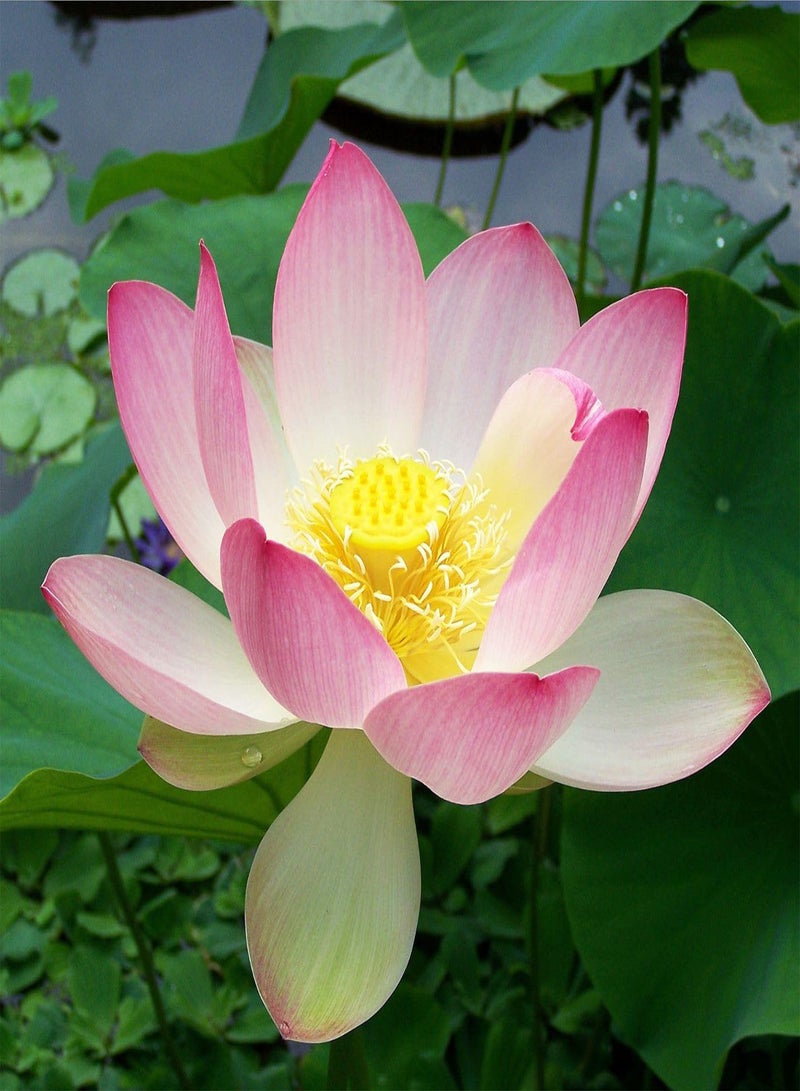 GGOOT 30 Seeds - Lotus Seeds for Planting Bonsai Pink Nelumbo Nucifera (A.k.a. Sacred Lotus, Laxmi Lotus, Or Indian Lotus) Seeds | Pink Lotus Seeds -  - Image 1