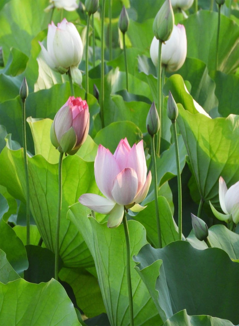 GGOOT 30 Seeds - Lotus Seeds for Planting Bonsai Pink Nelumbo Nucifera (A.k.a. Sacred Lotus, Laxmi Lotus, Or Indian Lotus) Seeds | Pink Lotus Seeds -  - Image 4