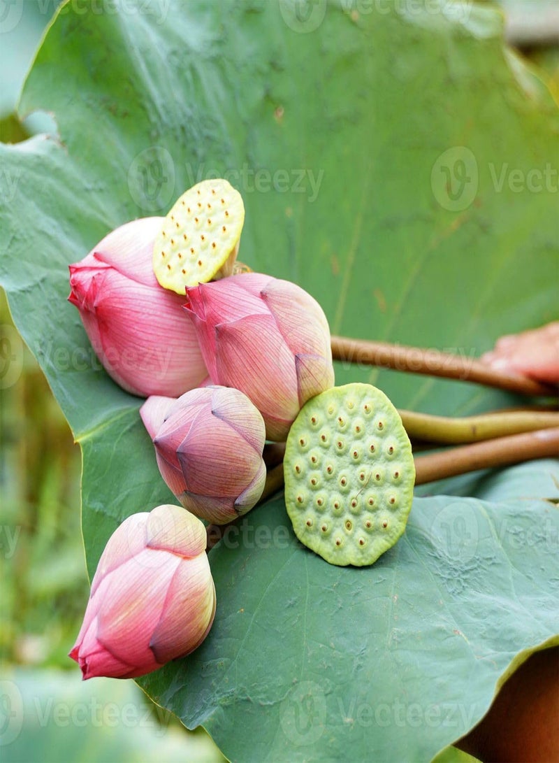 GGOOT 30 Seeds - Lotus Seeds for Planting Bonsai Pink Nelumbo Nucifera (A.k.a. Sacred Lotus, Laxmi Lotus, Or Indian Lotus) Seeds | Pink Lotus Seeds -  - Image 5
