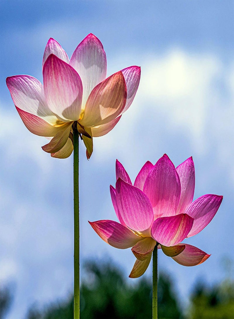 GGOOT 30 Seeds - Lotus Seeds for Planting Bonsai Pink Nelumbo Nucifera (A.k.a. Sacred Lotus, Laxmi Lotus, Or Indian Lotus) Seeds | Pink Lotus Seeds -  - Image 2