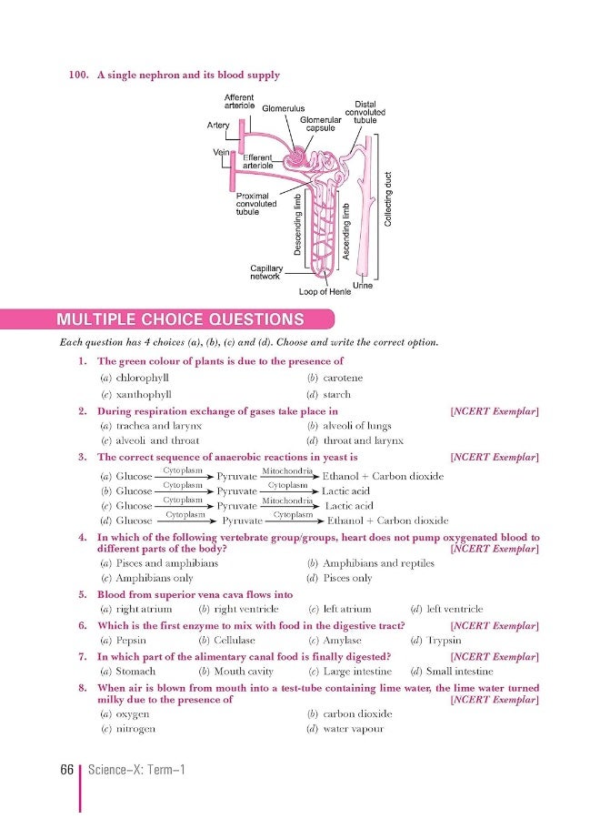 Xam Idea CBSE MCQs Chapterwise For Term I, Class 10 Science (With massive Question Bank and OMR Sheets for real-time practise)