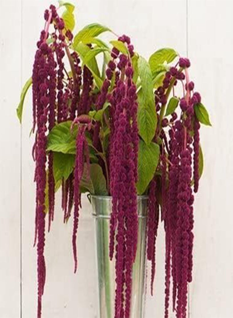 GGOOT Flower Amaranth Love Lies Bleeding 10 Non-GMO, Heirloom Seeds - Image 1