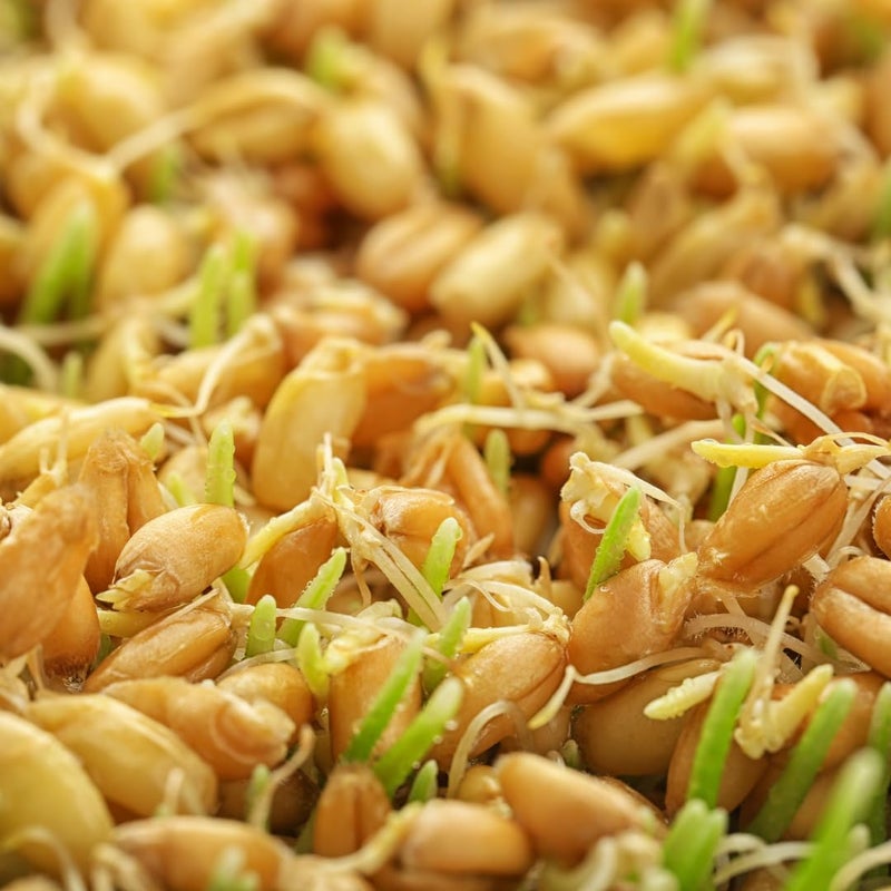 Jovvily Wheat Grass Powder - 1 lb - Superfood - No Fillers - Smoothies & Shakes - Image 3