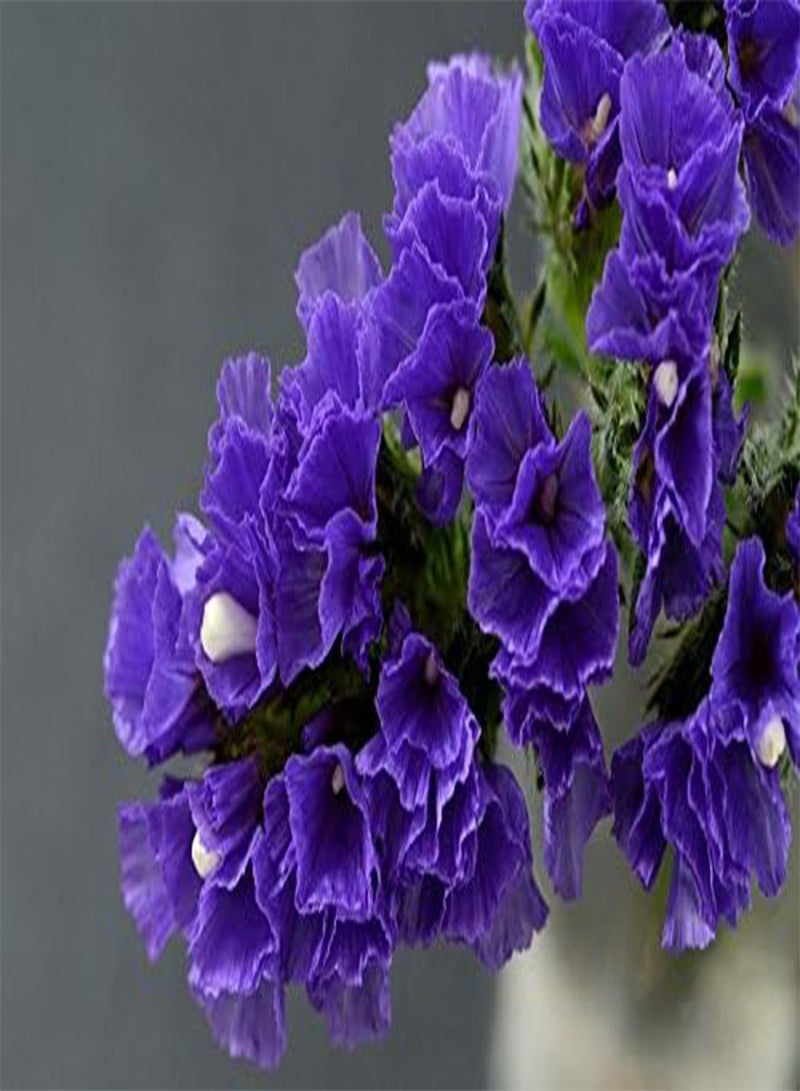 جي جوت بلو ستاتيس ليمونيوم سينواتوم - - Image 2