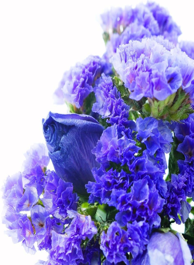 جي جوت بلو ستاتيس ليمونيوم سينواتوم - - Image 1