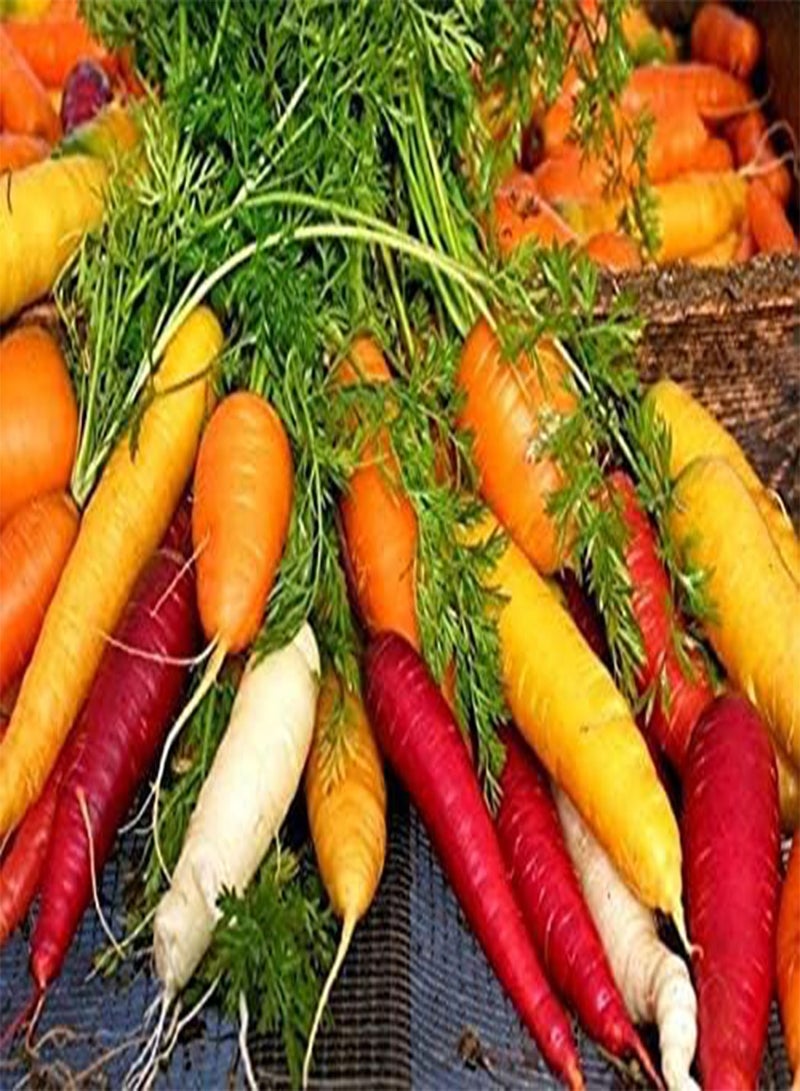 GGOOT 100Pcs Mixed Carrot Seeds Naturally Grown Green Vegetables Fresh Non-GMO Seeds for Home Garden Planting - Image 2