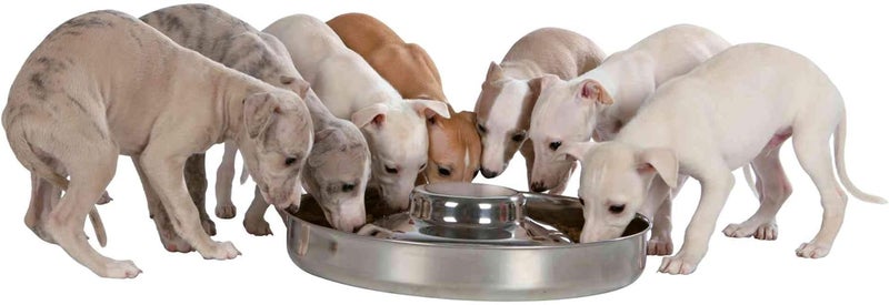 Trixie Stainless Steel Puppy Bowl - 4L - Image 2