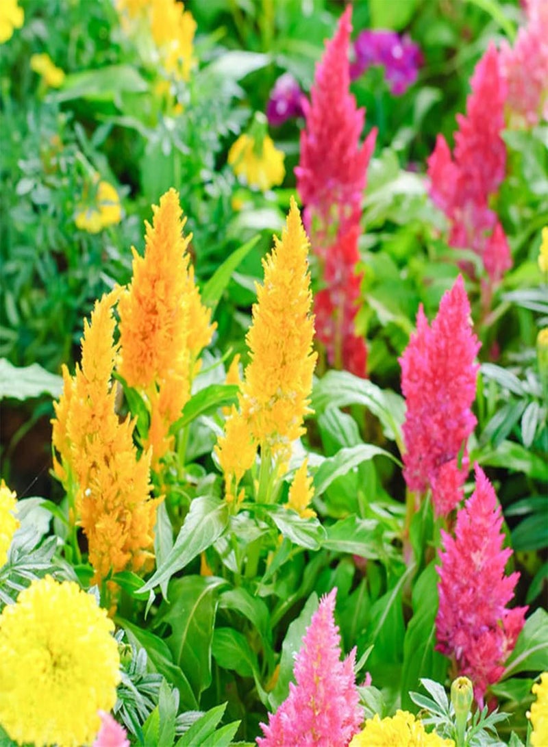 جي جوت 100 قطعة من بذور سيلوسيا المختلطة، زهور زينة غريبة مزروعة في فناء الحديقة، زهور مقطوعة جميلة تزين الشرفة - Image 2