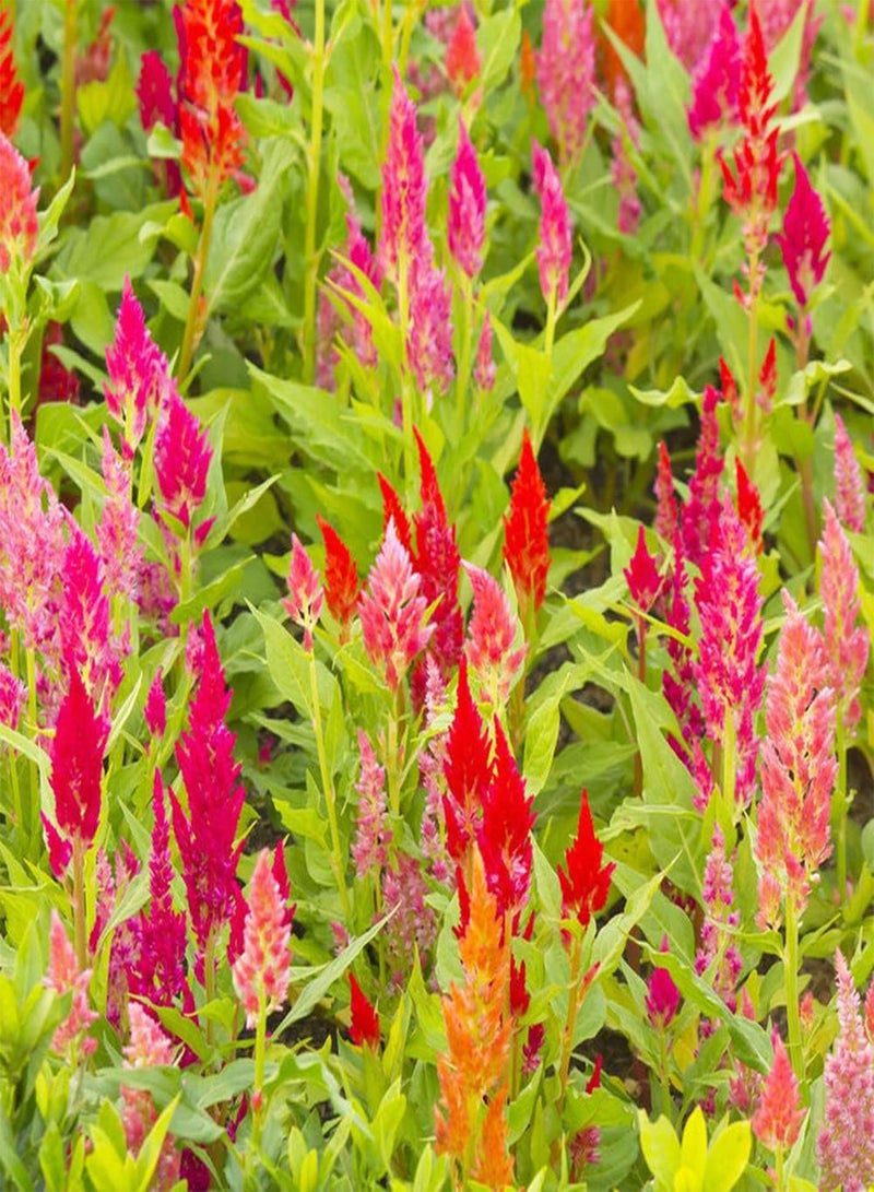 جي جوت 100 قطعة من بذور سيلوسيا المختلطة، زهور زينة غريبة مزروعة في فناء الحديقة، زهور مقطوعة جميلة تزين الشرفة - Image 1