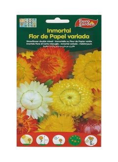 Euro Garden Helichrisum Duble Mix