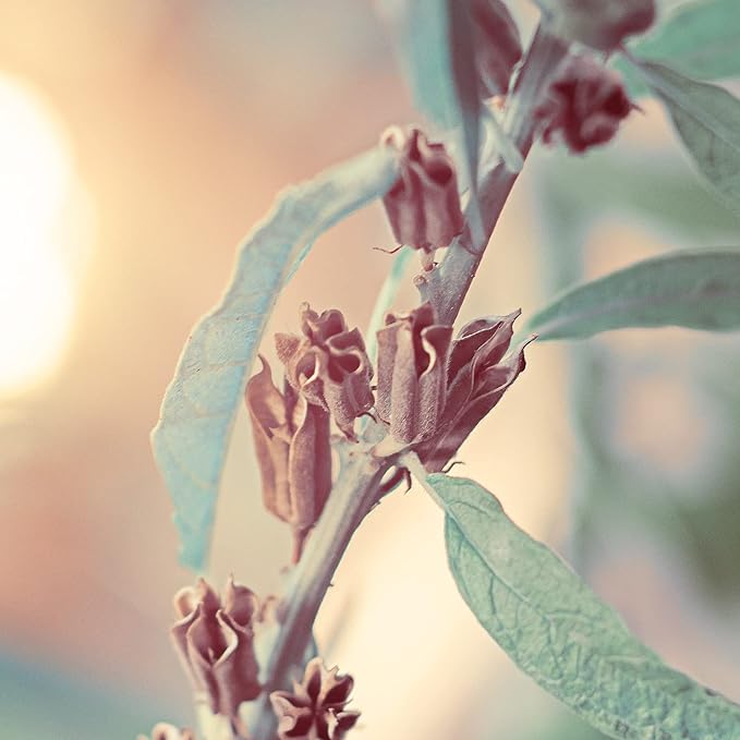 Naissance Organic Sesame Seed Oil no 248 225ml 100 Natural Certified Organic for Skin Hair Nails Body Care Beauty Cosmetics Massage