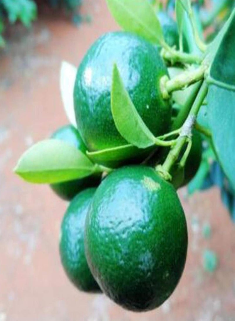 جي جوت بذور فاكهة طازجة مع 20 قطعة من بذور شجرة فاكهة حمضية مزرعة شرفة حديقة فناء نبات بونساي صغير للزراعة حديقة فناء المناظر الطبيعية المنزلية - Image 1