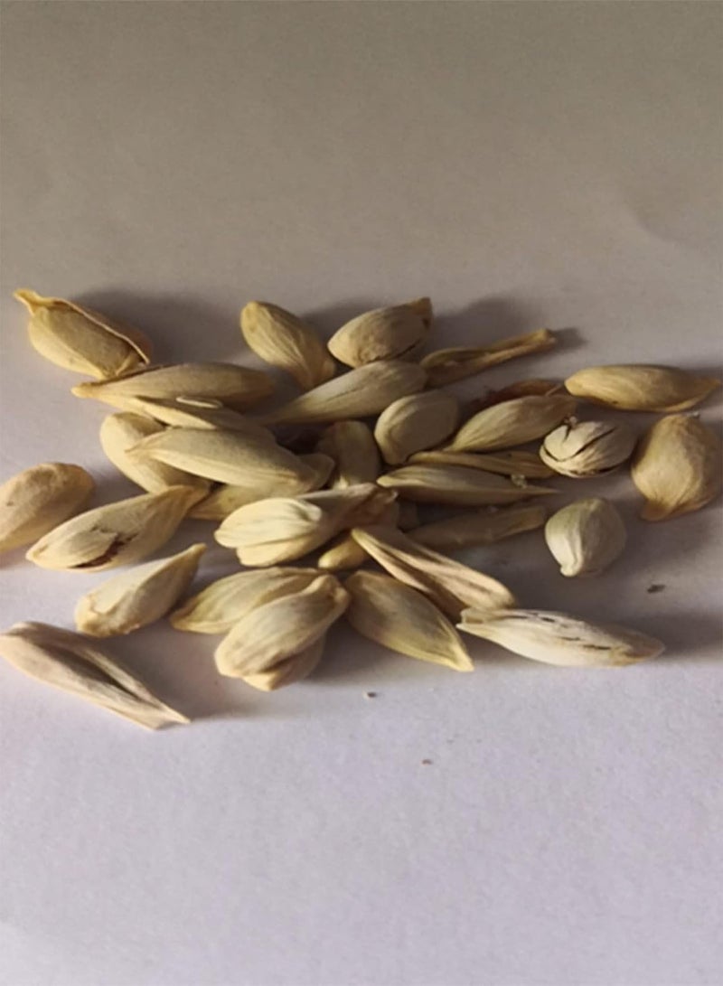 جي جوت بذور فاكهة طازجة مع 20 قطعة من بذور شجرة فاكهة حمضية مزرعة شرفة حديقة فناء نبات بونساي صغير للزراعة حديقة فناء المناظر الطبيعية المنزلية - Image 2