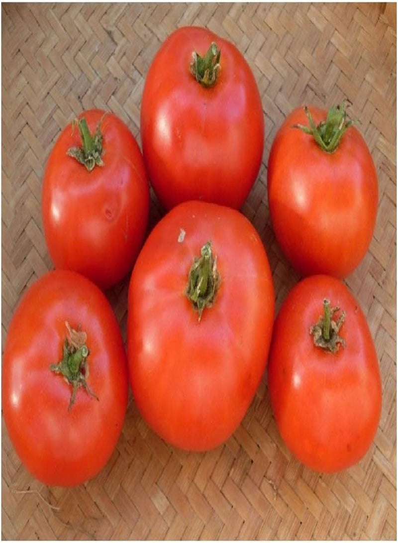 GGOOT Tomato - Fireworks - 75 Finest - Image 1