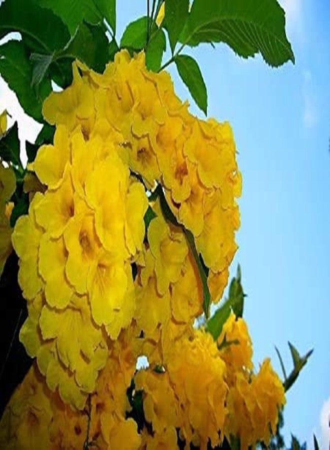 CZ Grain Exotic Yellow Trumpetbush Seeds - 20+ Seeds to Grow - Rare and Exotic Trumpet Bush Seeds - Image 2