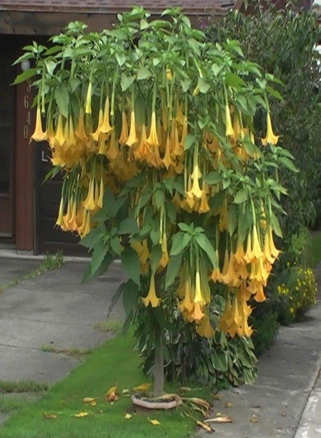 CZ Grain Exotic Yellow Trumpetbush Seeds - 20+ Seeds to Grow - Rare and Exotic Trumpet Bush Seeds - Image 1