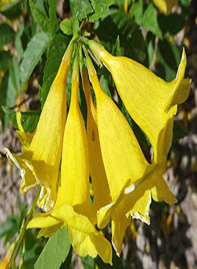 CZ Grain Exotic Yellow Trumpetbush Seeds - 20+ Seeds to Grow - Rare and Exotic Trumpet Bush Seeds - Image 3