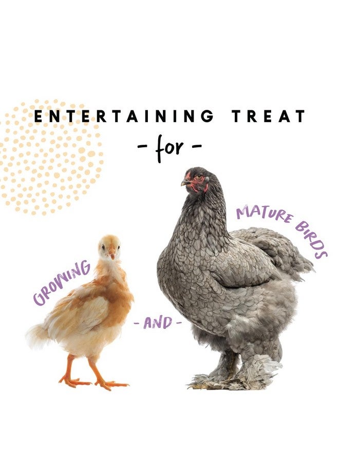 مانا برو خدش الدجاج - الذرة الأرجوانية الأمريكية، علاج لأكواخ الدجاج، طعام البط، مستلزمات الدجاج - 10 أرطال - Image 4