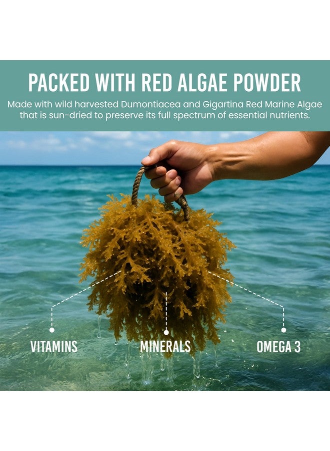 Holistic Bin Red Marine Algae Powder Gigartina and Dumontiacea Red Algae Supplements | Gluten Free, Vegan, Wild Harvested | Rich in Vegan Omega 3 (30 Grams) - Image 4