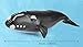 SmilerSmile Simulated Ocean Big Animal One pc 15 Inch Soft Filled Rubber Sea Educational Toys Right Whale - Image 4