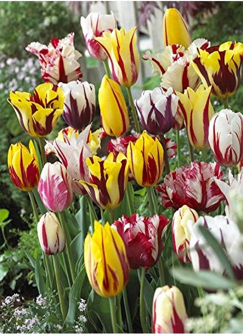 Tulip Mixture- 30pcs Perennial Tulip seeds Attractive Combination of Rare Varieties