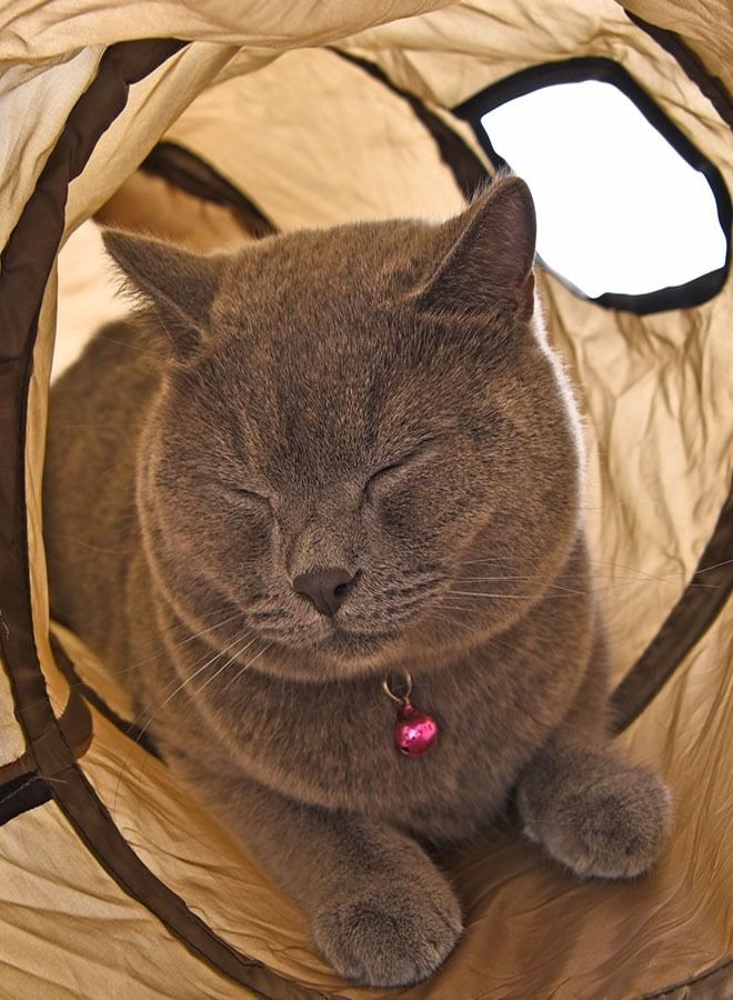 T-shaped pet tunnel 3-way folding interactive tunnel for indoor use - Image 3