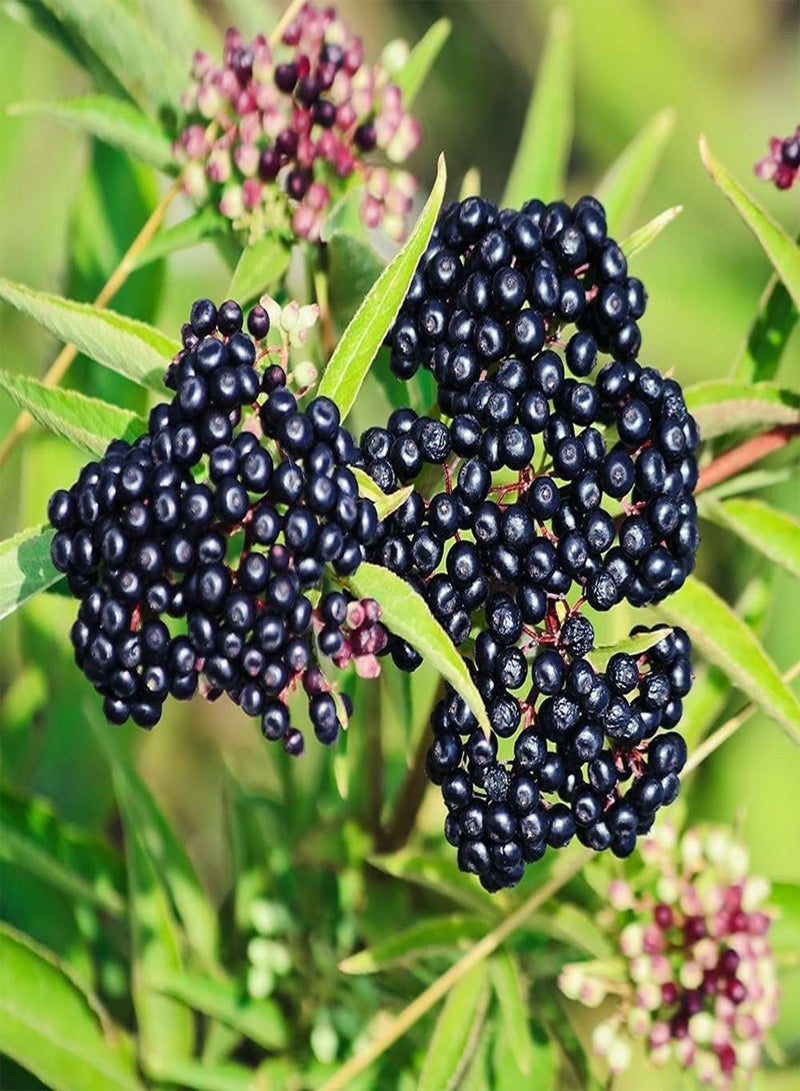 GGOOT 50Pcs Elderberry Seeds Perennial Upright Growth Trees Unique Garden Decoration Make Surrounding Environment More Beautiful - Image 1
