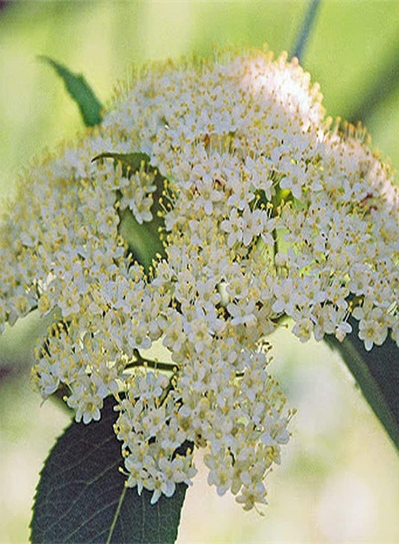 GGOOT 50Pcs Elderberry Seeds Perennial Upright Growth Trees Unique Garden Decoration Make Surrounding Environment More Beautiful - Image 2