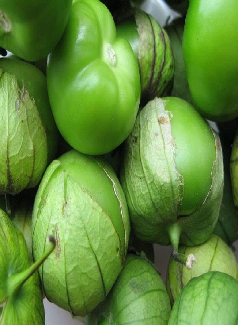 GGOOT Verde Tomatillo - Physalis ixocarpa Vegetable Seeds, Also Known as Mexican Husk Tomato Home Garden Planting by Heavy Torch, 100 Seeds