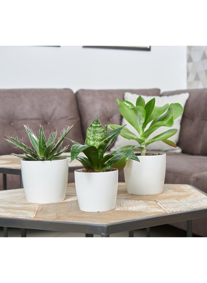 أيدل وعاء زهور بلاستيكي دائري - أصيص نبات بسعة 2 لتر و 4.5 لتر لمختلف الاستخدامات الداخلية والخارجية - أصيص زخرفي خفيف الوزن للحدائق بألوان متعددة - دائري للمعيشة - صنع في إيطاليا - بواسطة إيدل - Image 3