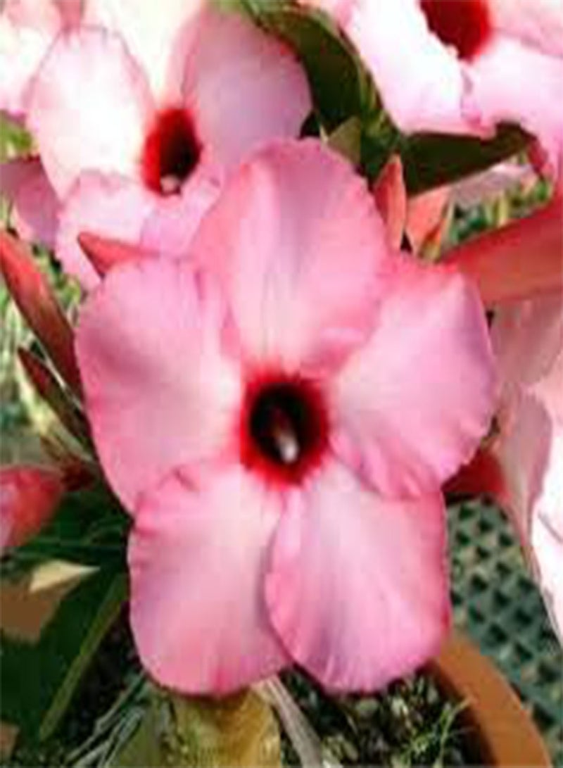 GGOOT seeds Fresh 2 Pcs Adenium Flower seeds for Planting Baby Pink