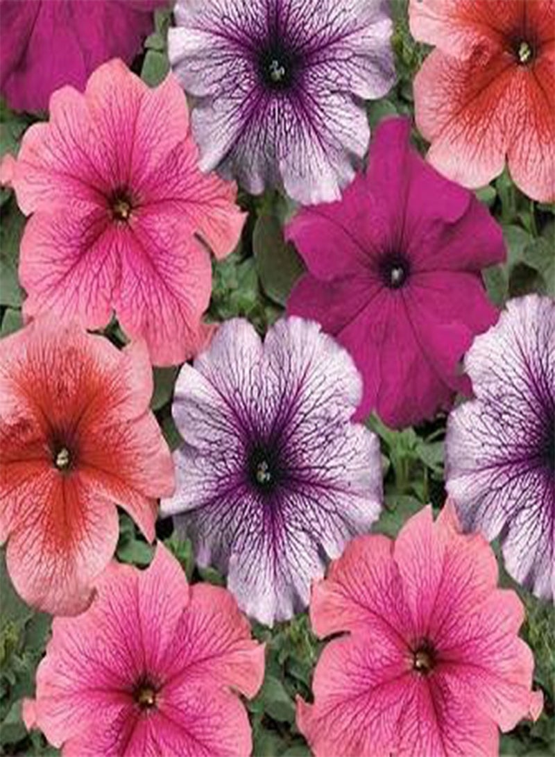 GGOOT Petunia-Single Tritunia Vein Mix 200 Seeds