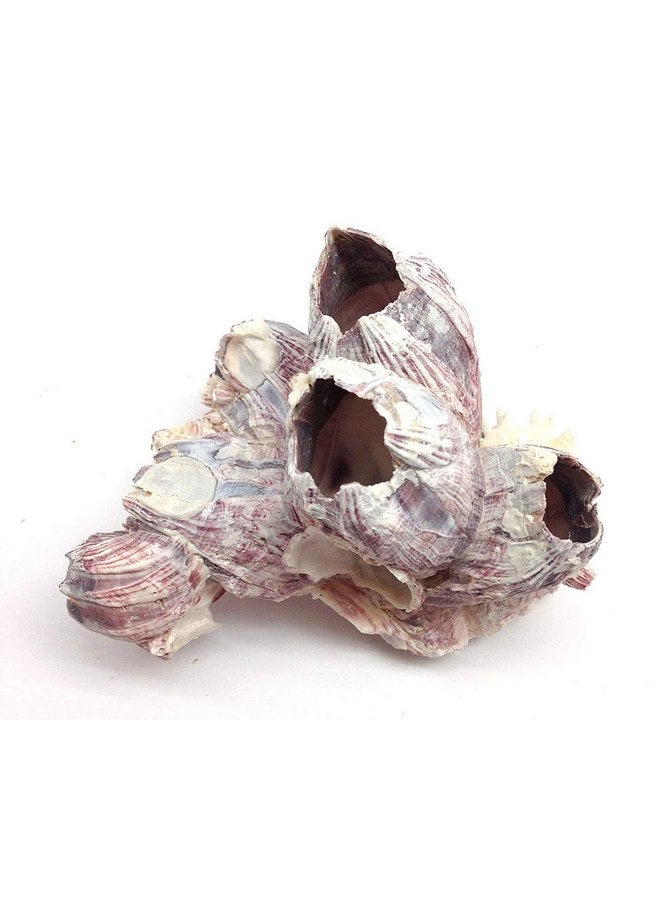 PEPPERLONELY Purple Barnacles Clusters for Saltwater Aquariums, 5 Inch ~ 7 Inch - Image 3