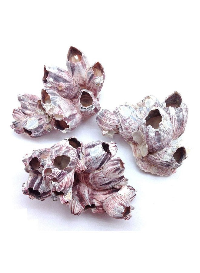 PEPPERLONELY Purple Barnacles Clusters for Saltwater Aquariums, 5 Inch ~ 7 Inch - Image 1