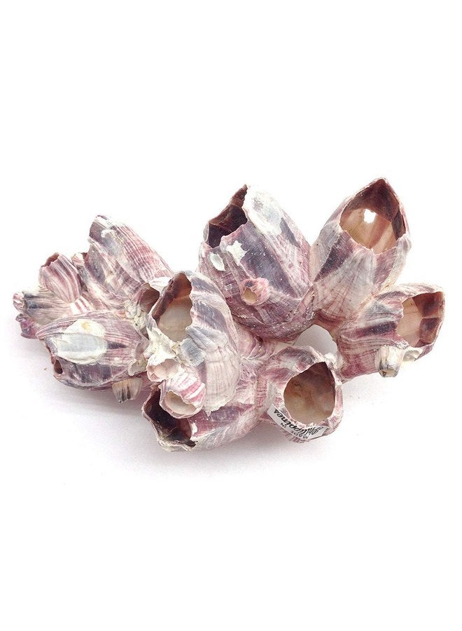 PEPPERLONELY Purple Barnacles Clusters for Saltwater Aquariums, 5 Inch ~ 7 Inch - Image 2