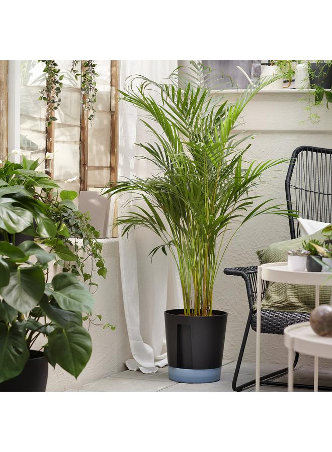 erorex Self-Watering Plant Pot, In/Outdoor Transparent/Anthracite, 24 Cm - Image 4