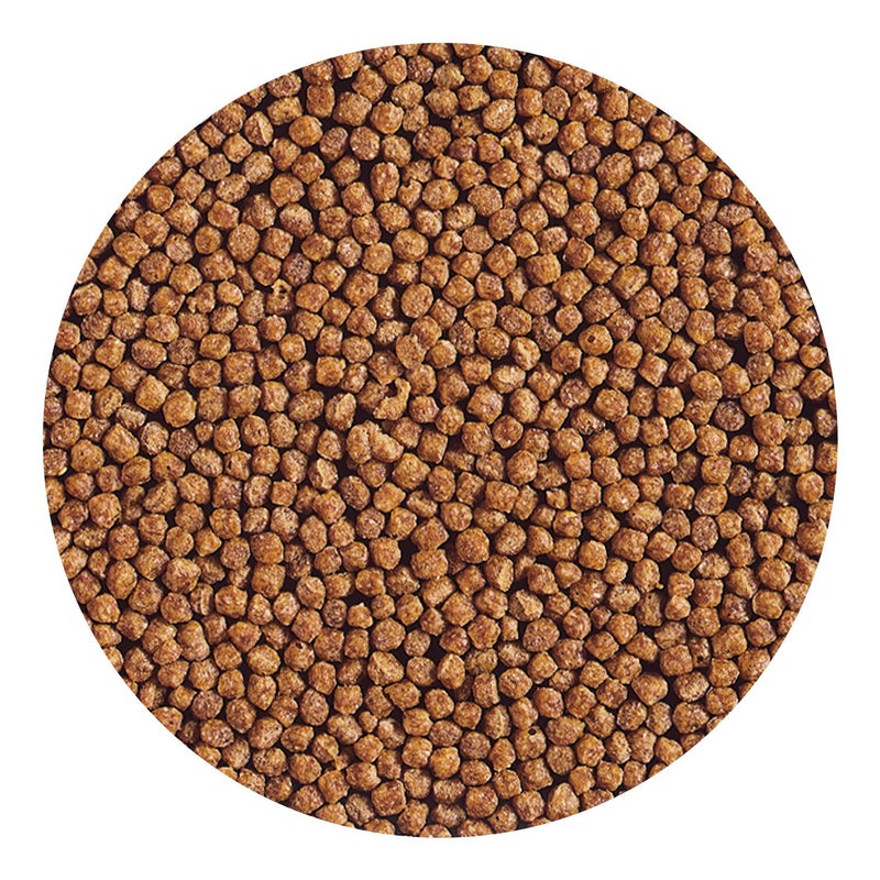 Hikari حبوب ذهبية لأسماك الذهب هيركاري، 100 جرام - Image 4