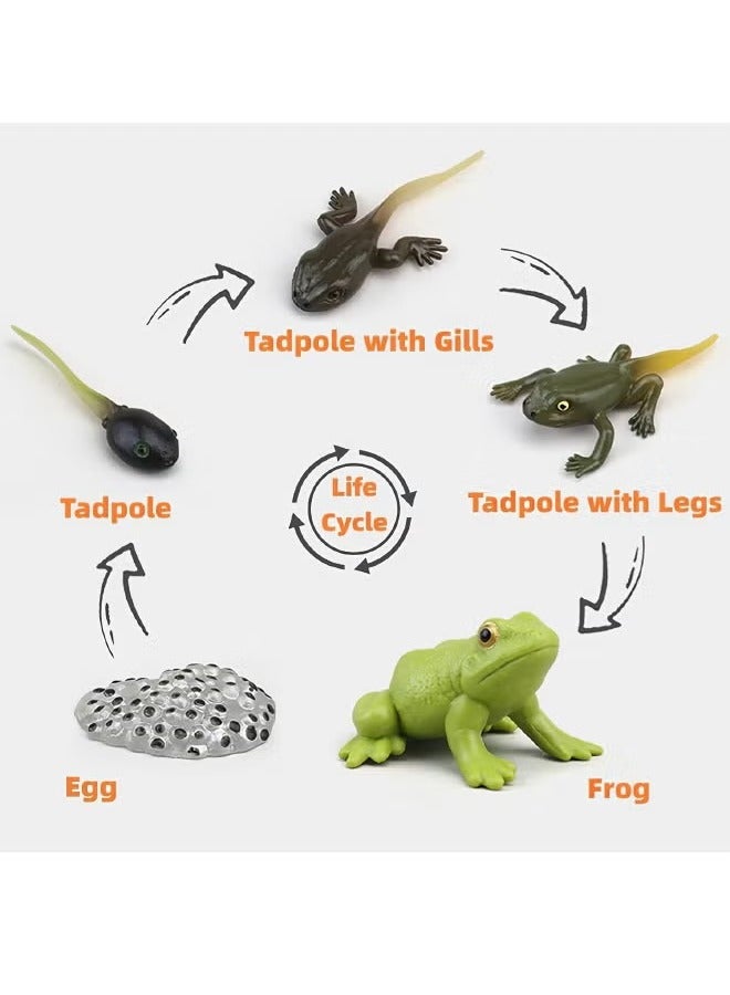 5 Piece Set Of Frog Growth Cycle Model Figures, Realistic Animal Figurines, Animal Growth Cycle Biological Models, Realistic Frog Life Cycle Model Set, Suitable For Children'S Education, Learning Gifts, Party Favors - Image 2