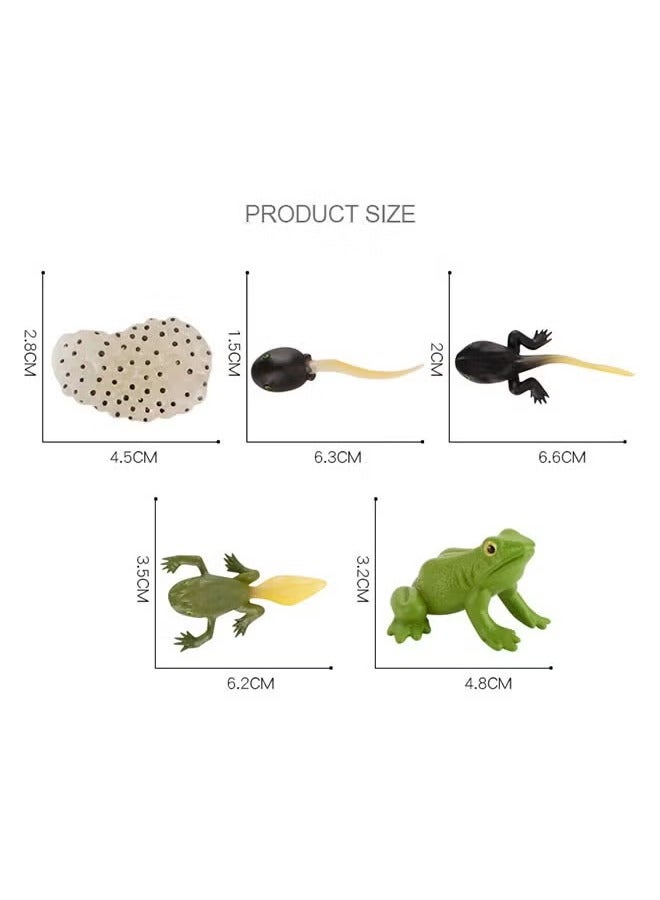 5 Piece Set Of Frog Growth Cycle Model Figures, Realistic Animal Figurines, Animal Growth Cycle Biological Models, Realistic Frog Life Cycle Model Set, Suitable For Children'S Education, Learning Gifts, Party Favors - Image 3