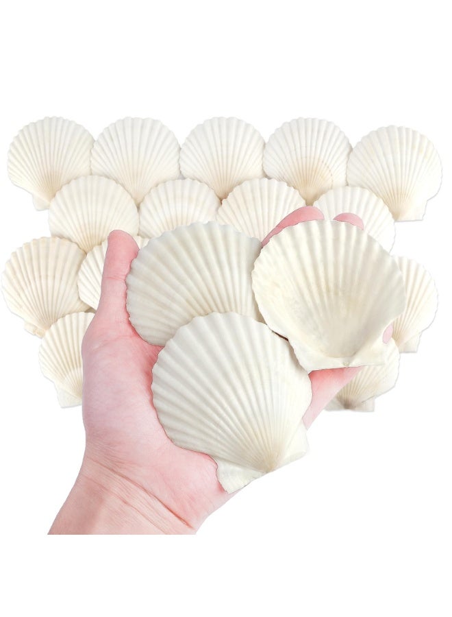 OSHIMA 20 Pcs White Seashells Bulk, Natural Scallop Shells, Crafting Scallop Shell for Crafts, 7-8cm White Sea Shells for Decorating, DIY Painting, Baking, Beach Wedding Decoration - Image 1