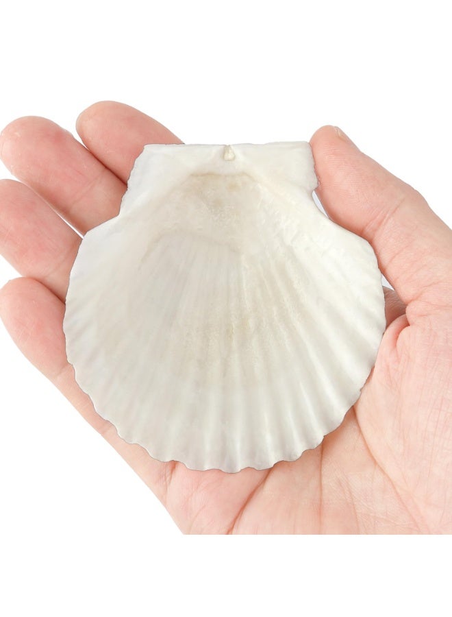 OSHIMA 20 Pcs White Seashells Bulk, Natural Scallop Shells, Crafting Scallop Shell for Crafts, 7-8cm White Sea Shells for Decorating, DIY Painting, Baking, Beach Wedding Decoration - Image 4