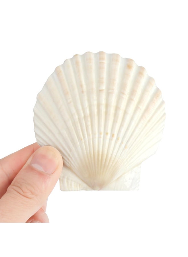 OSHIMA 20 Pcs White Seashells Bulk, Natural Scallop Shells, Crafting Scallop Shell for Crafts, 7-8cm White Sea Shells for Decorating, DIY Painting, Baking, Beach Wedding Decoration - Image 5