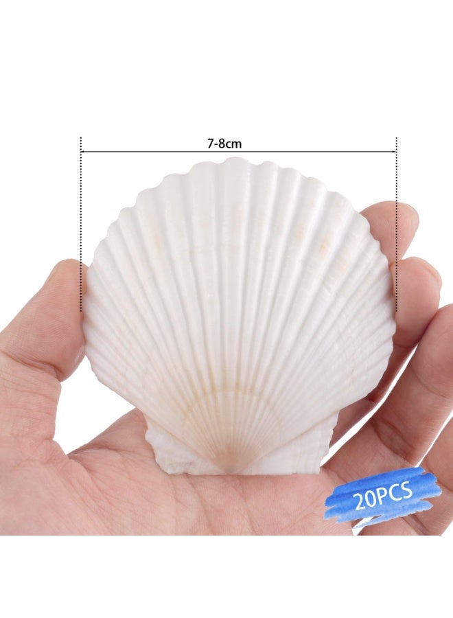 OSHIMA 20 Pcs White Seashells Bulk, Natural Scallop Shells, Crafting Scallop Shell for Crafts, 7-8cm White Sea Shells for Decorating, DIY Painting, Baking, Beach Wedding Decoration - Image 2